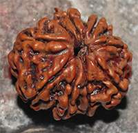 9 mukhi 41- 23.5x21x18